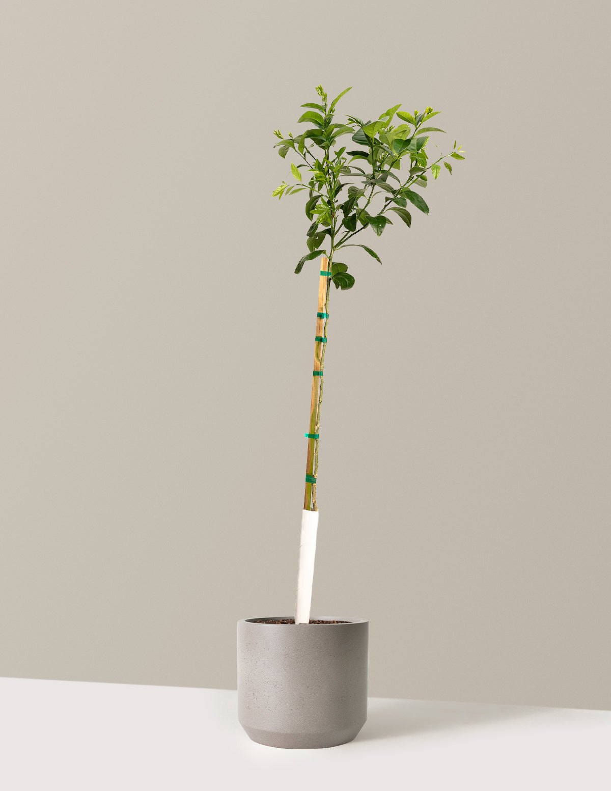 bundle | 4-5 ft. | Mexia | Cement Grey