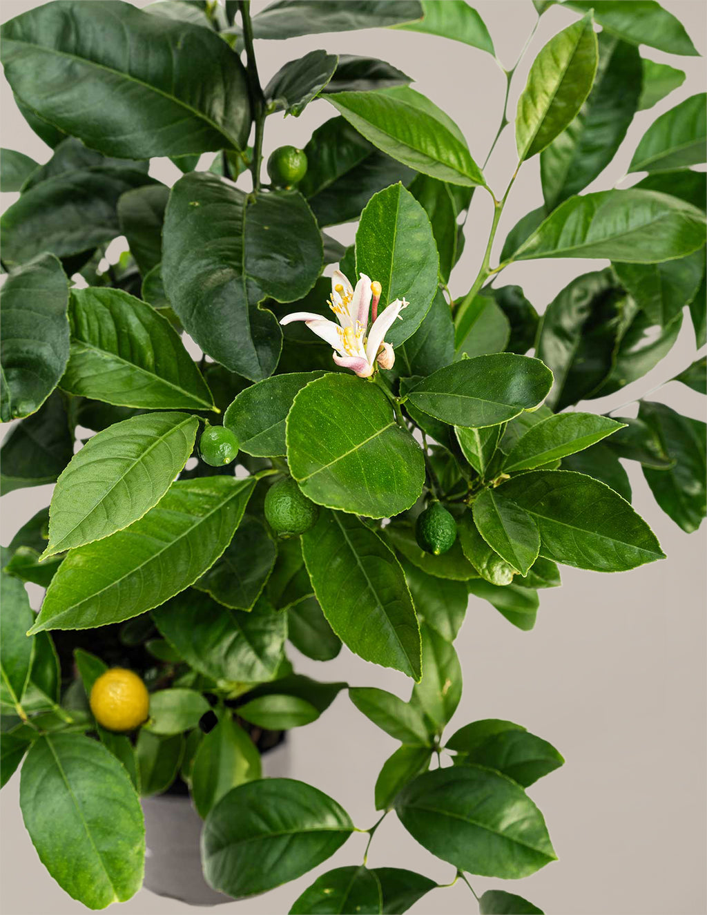 Meyer Lemon