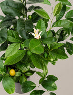 Meyer Lemon