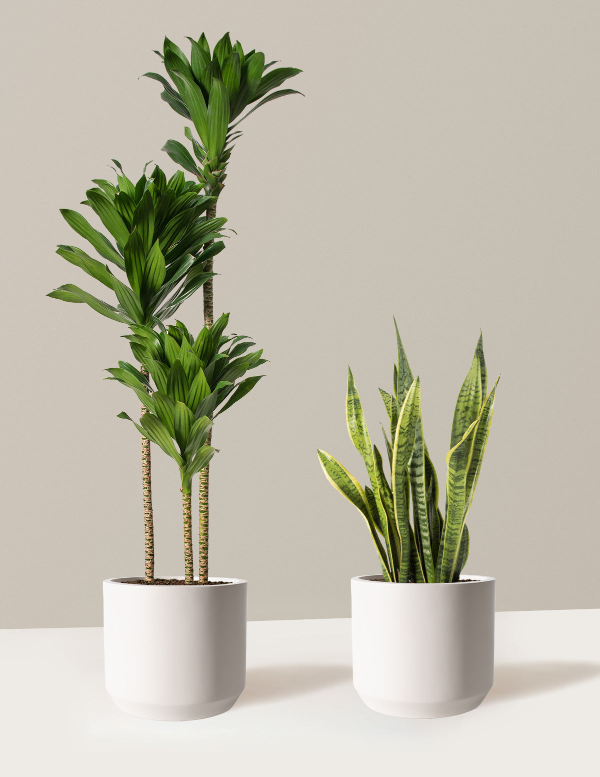 buy philodendron in madison Heartleaf Philodendron Houseplant with Planter - Medium (5