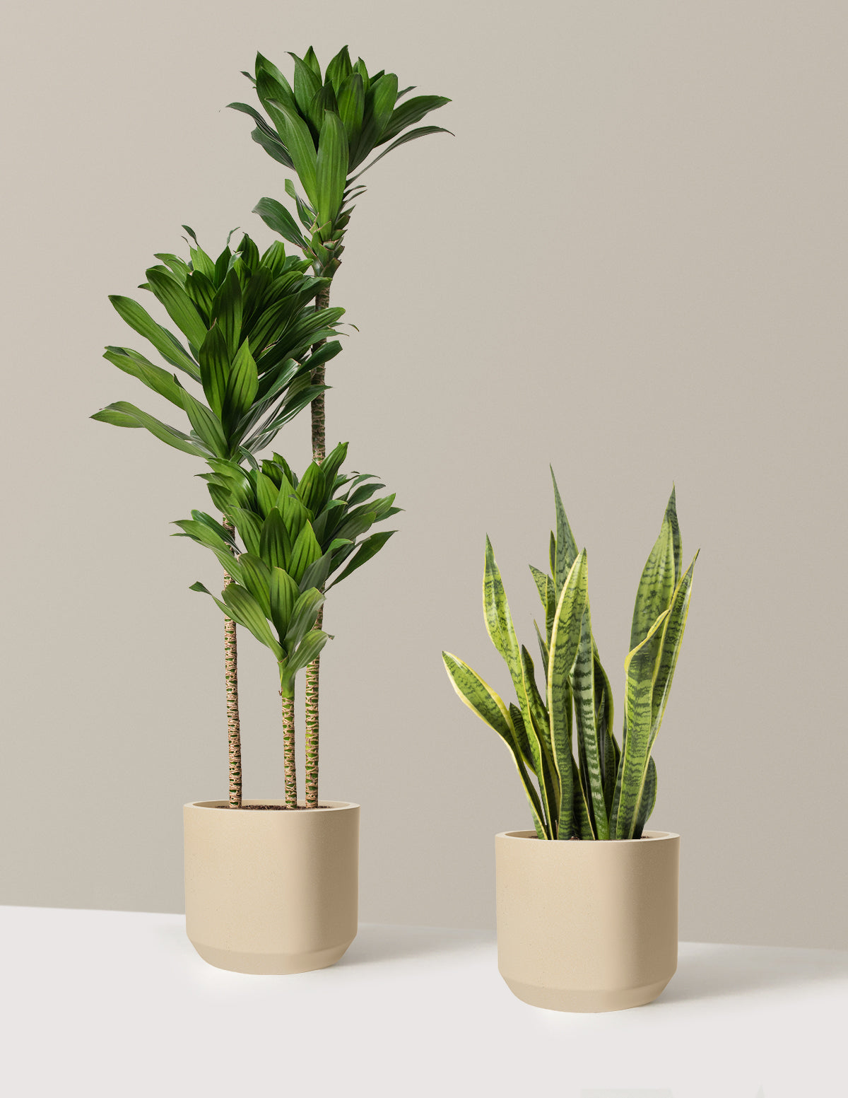 Modern Office Duo Houseplants with Planter - Large (tall) Cement Grey Planters