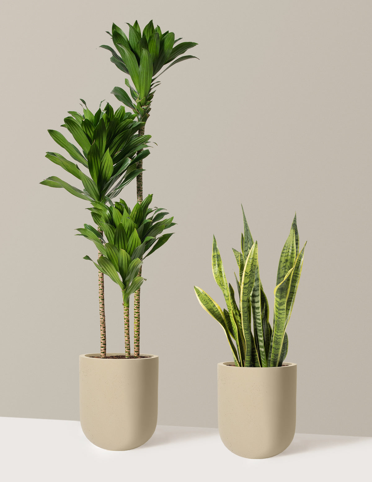 Modern Office Duo Houseplants with Planter - Large (tall) Cement Grey Planters