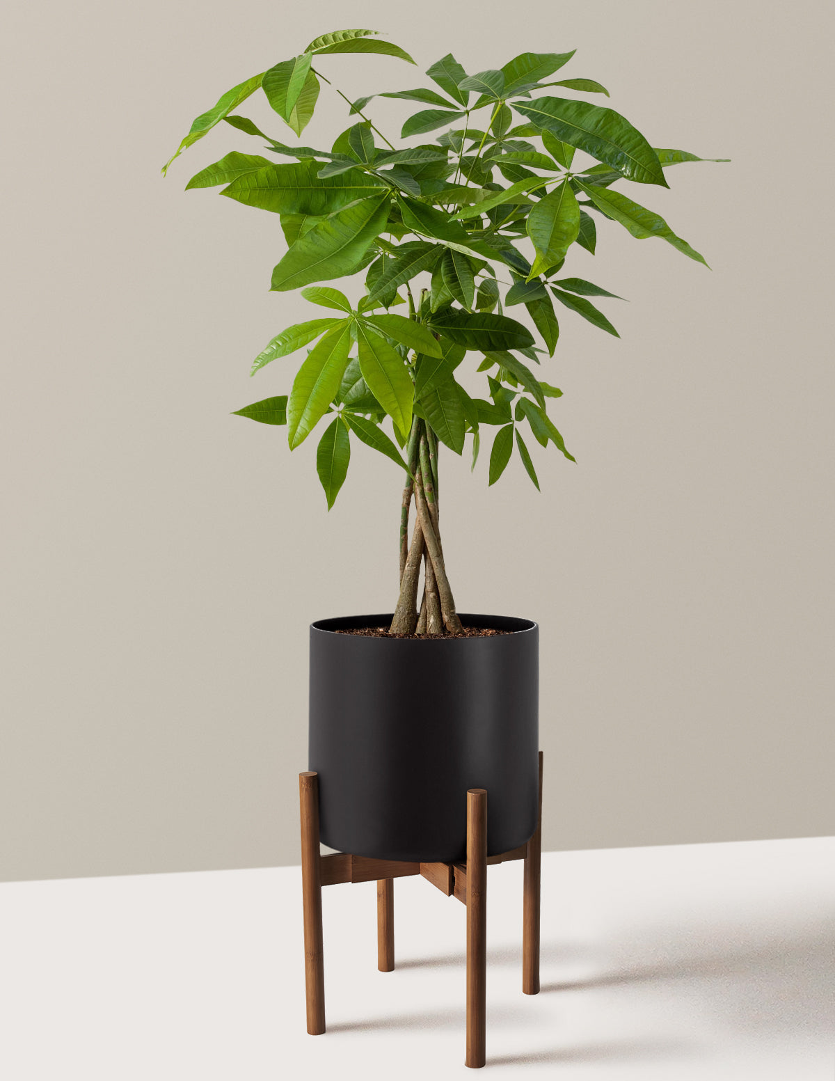 Money Tree Plant