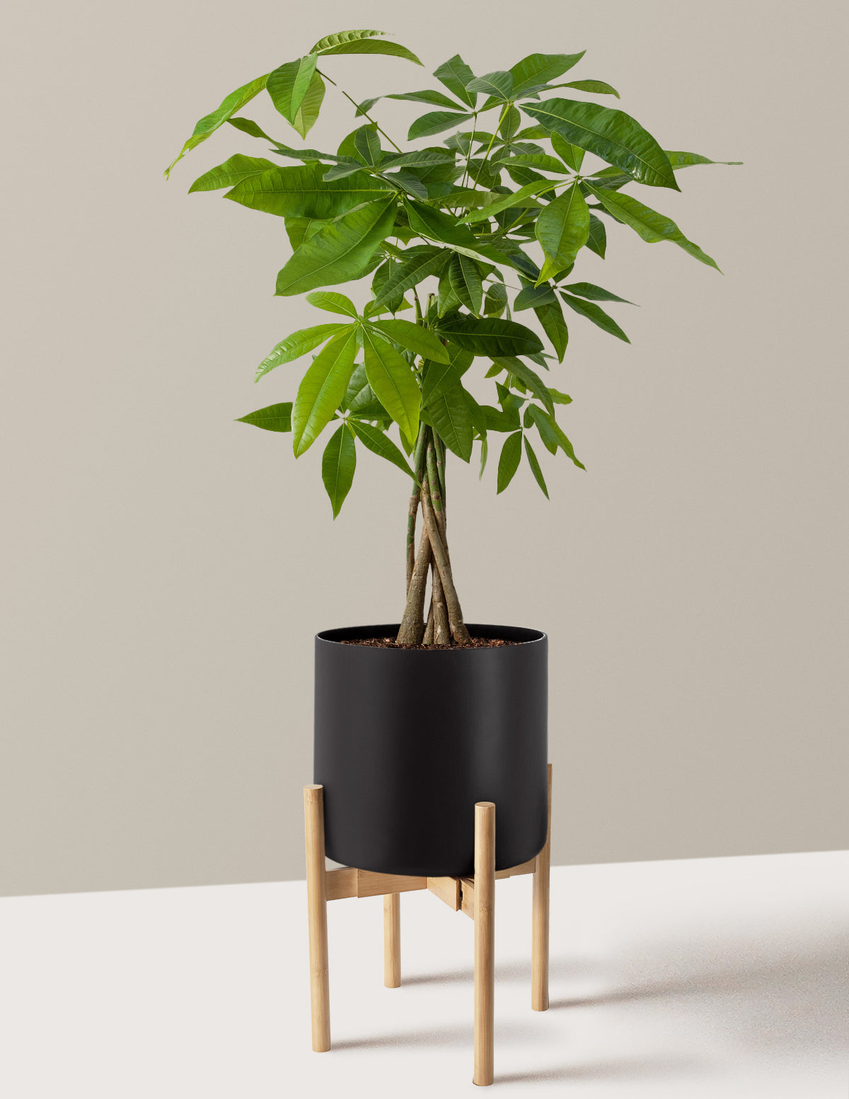 Money Tree Plant