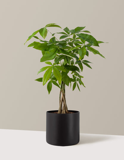 Money Tree Plant
