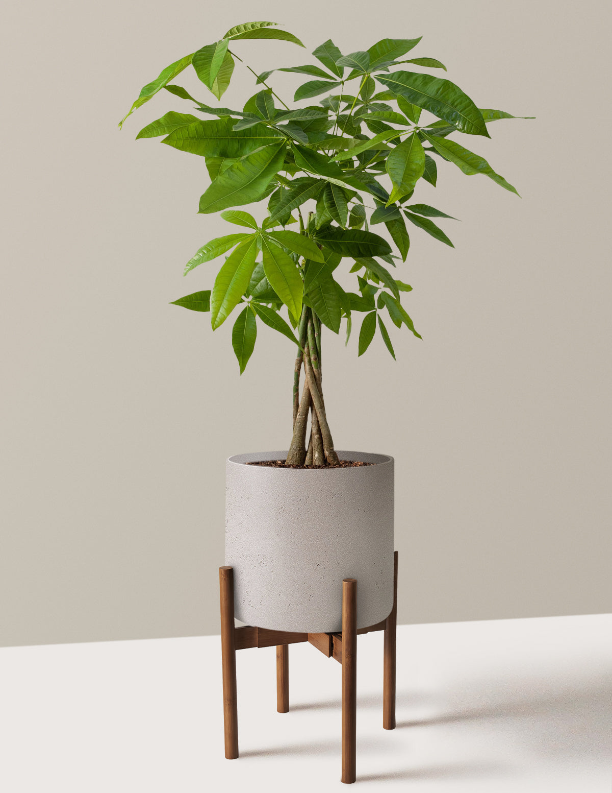 Money Tree Plant