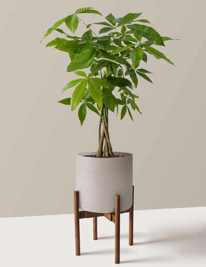 Money Tree Plant
