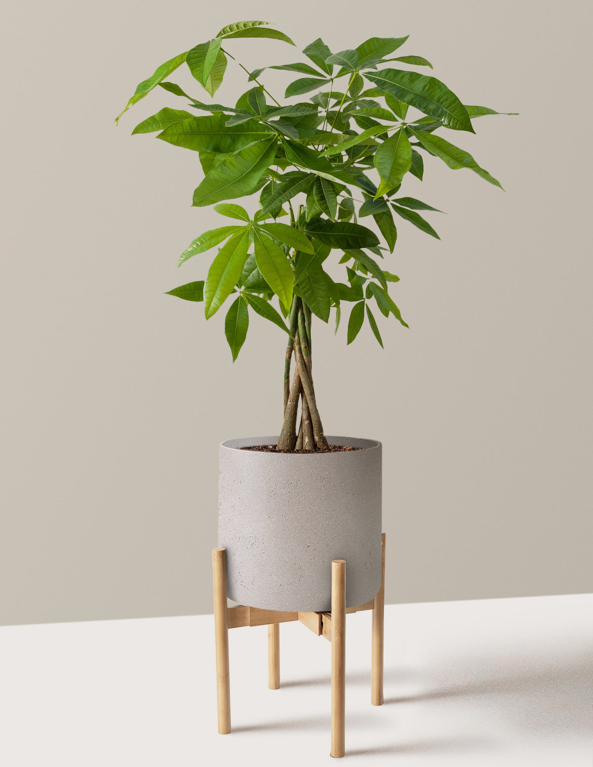 Money Tree Plant