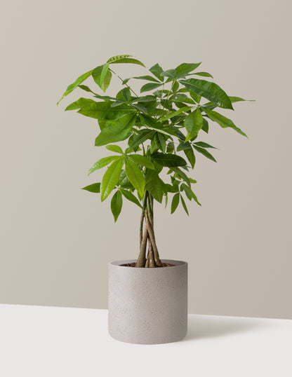 Money Tree Plant