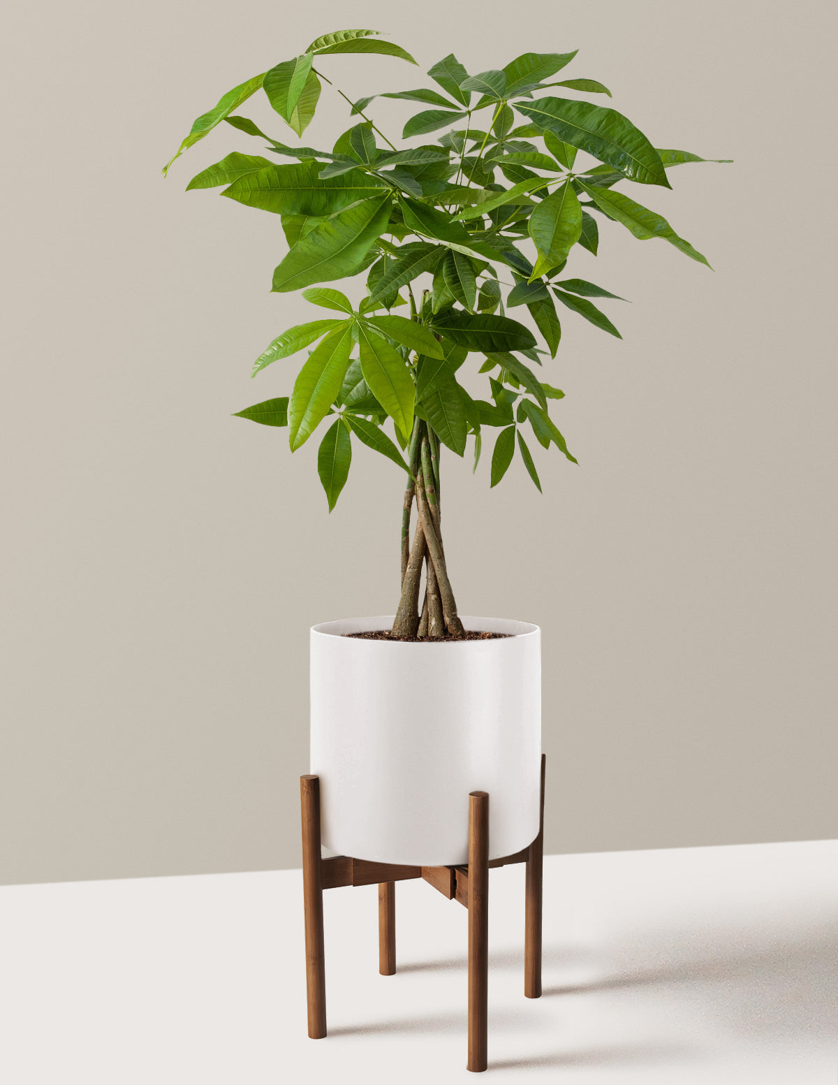 Money Tree Plant