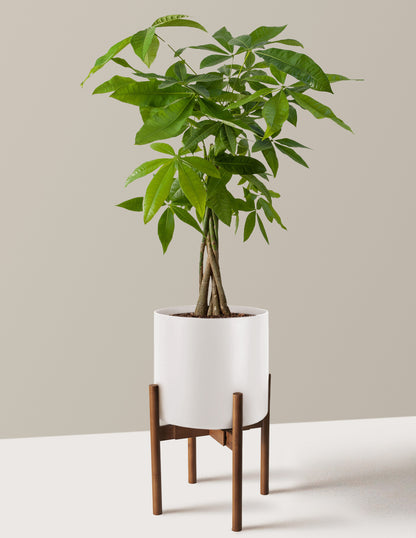 Money Tree Plant