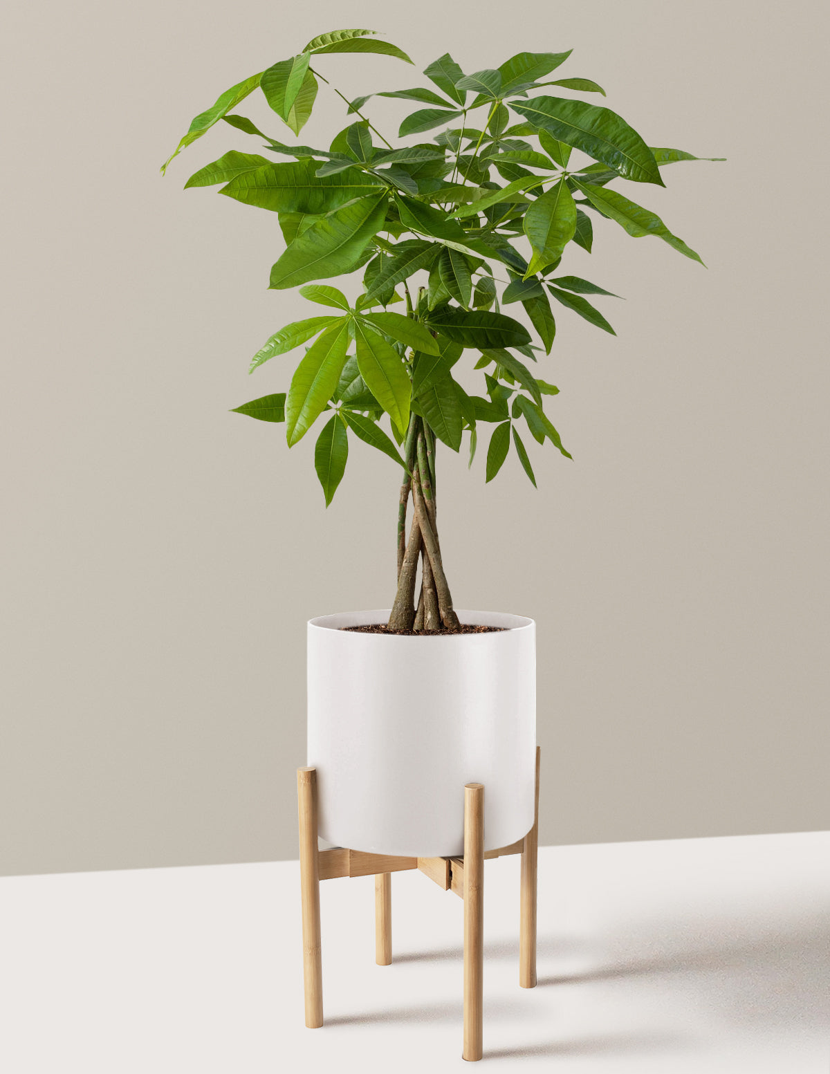 Money Tree Plant