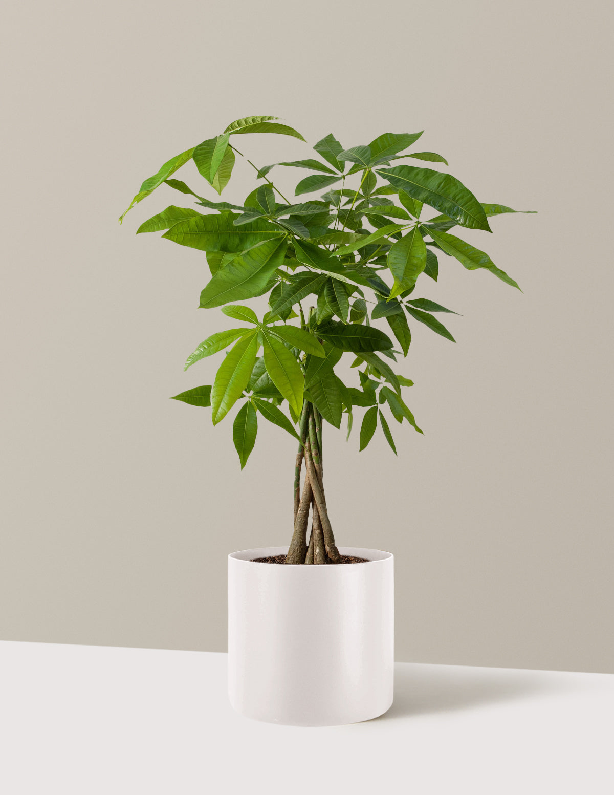 Money Tree Plant