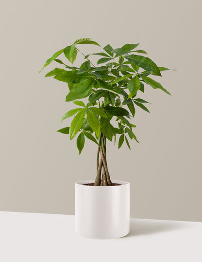 Money Tree Plant