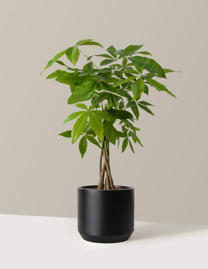 Money Tree Plant