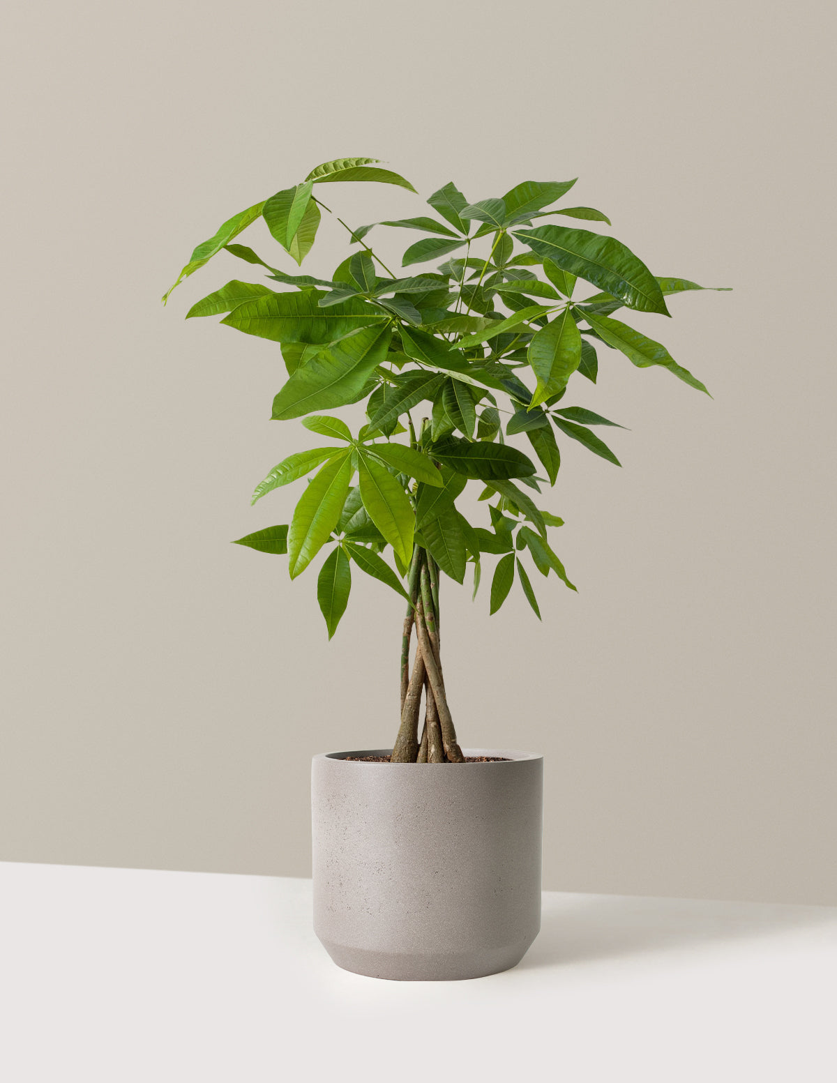 Money Tree Plant