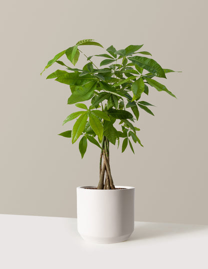 Money Tree Plant