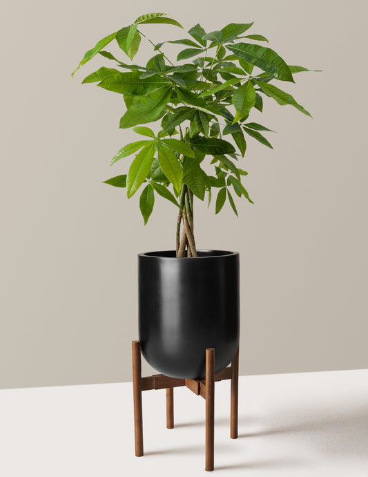 Money Tree Plant