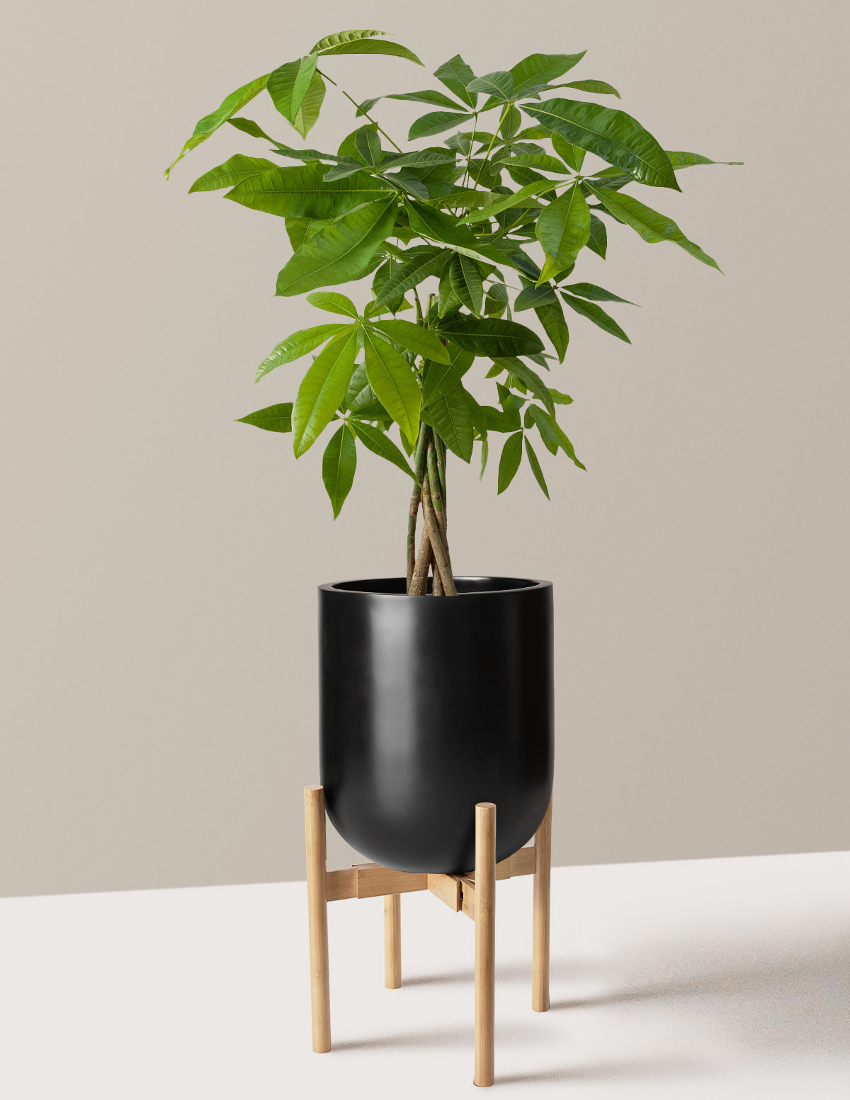 Money Tree Plant