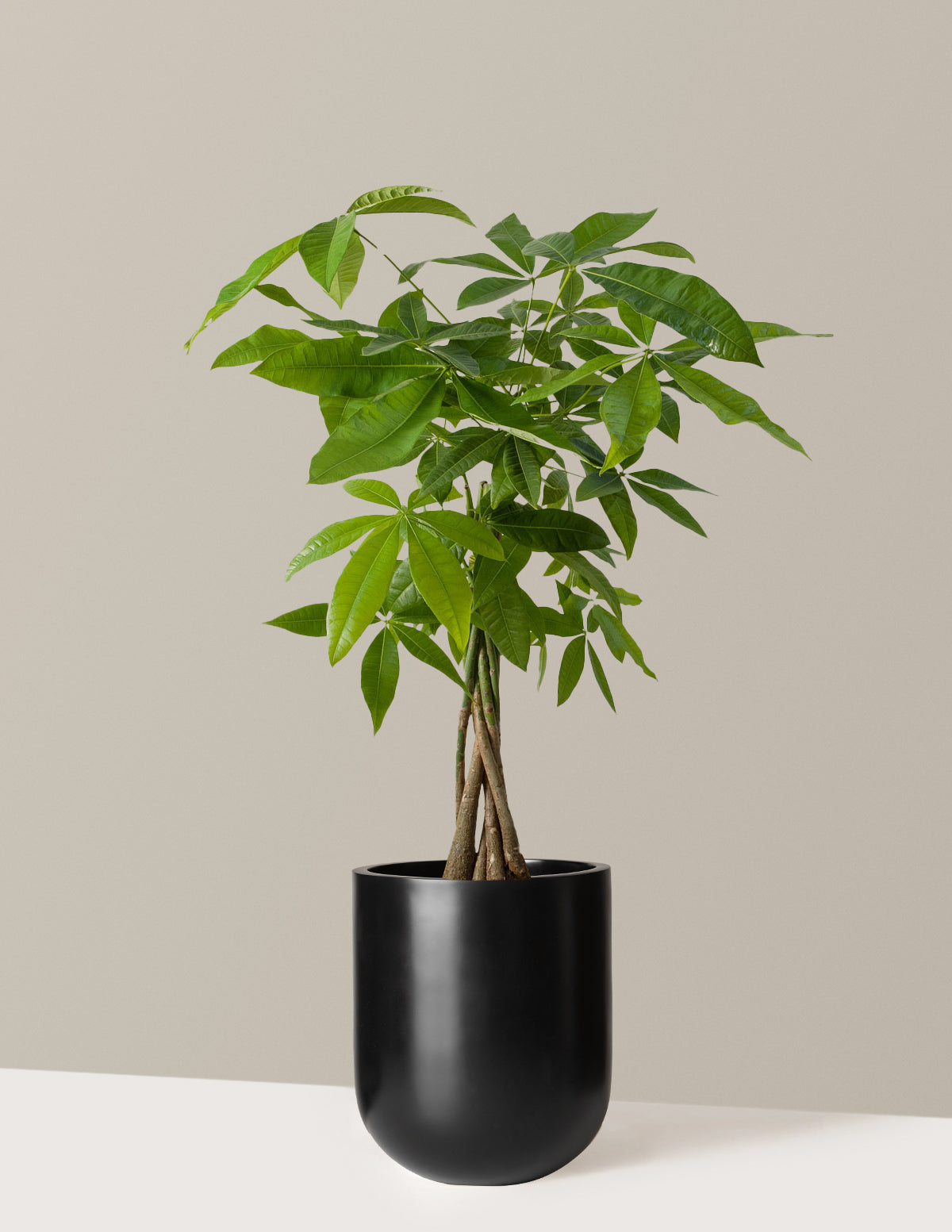 Money Tree Plant