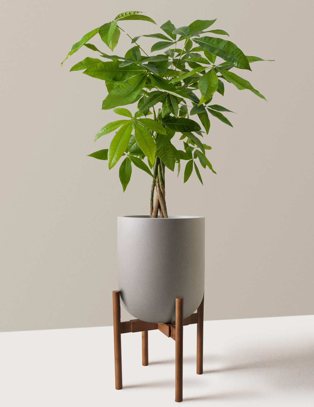 Money Tree Plant