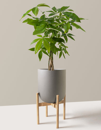 Money Tree Plant