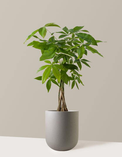 Money Tree Plant