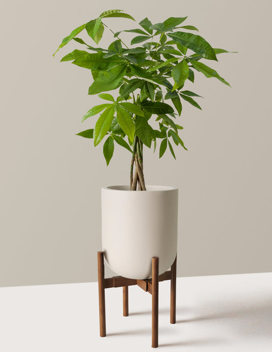 Money Tree Plant