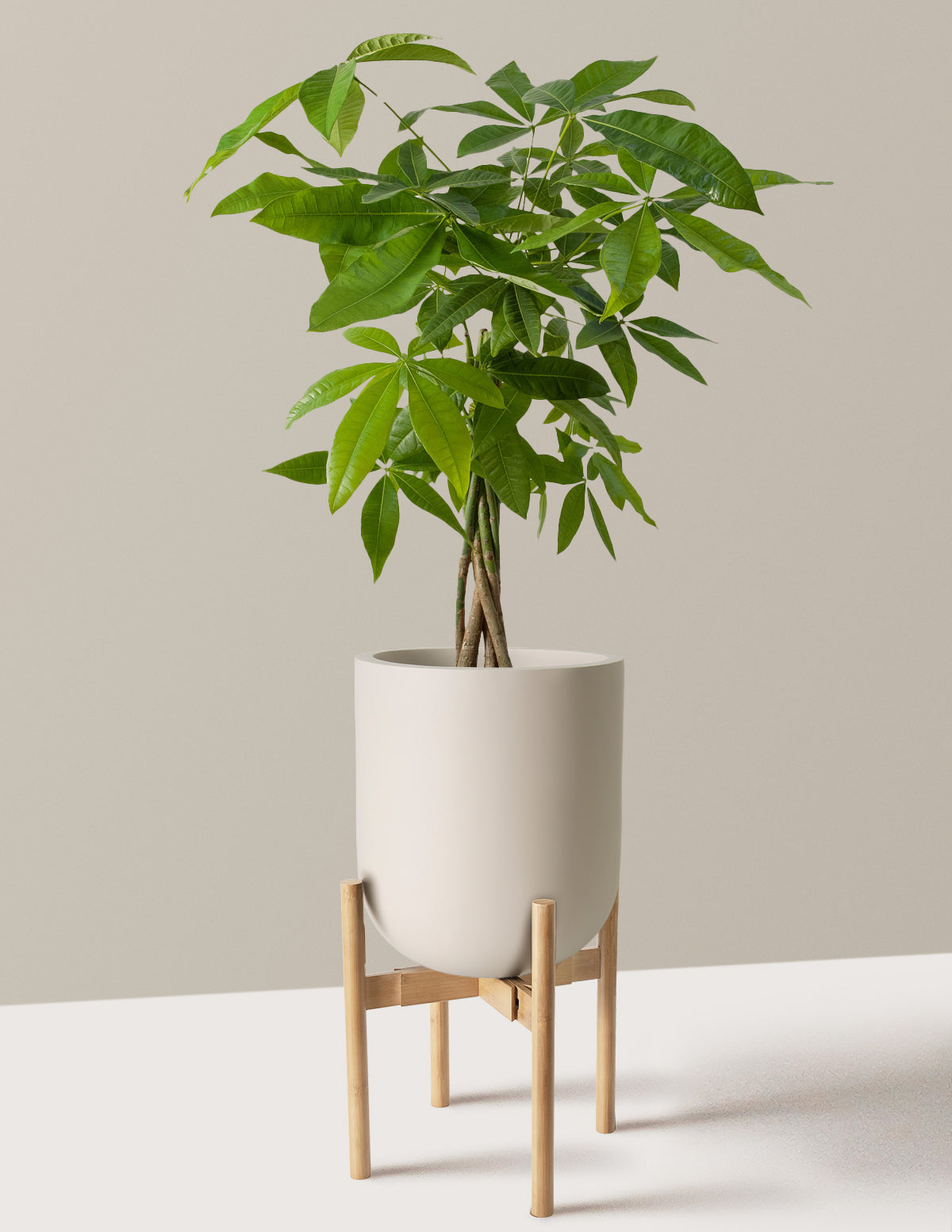 Money Tree Plant