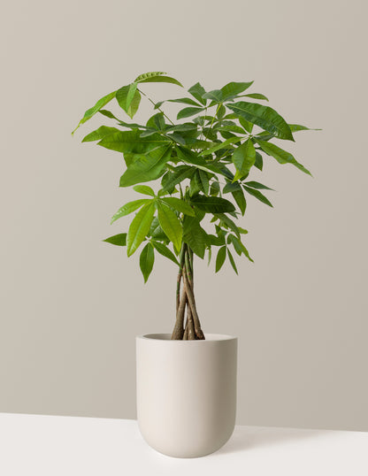 Money Tree Plant