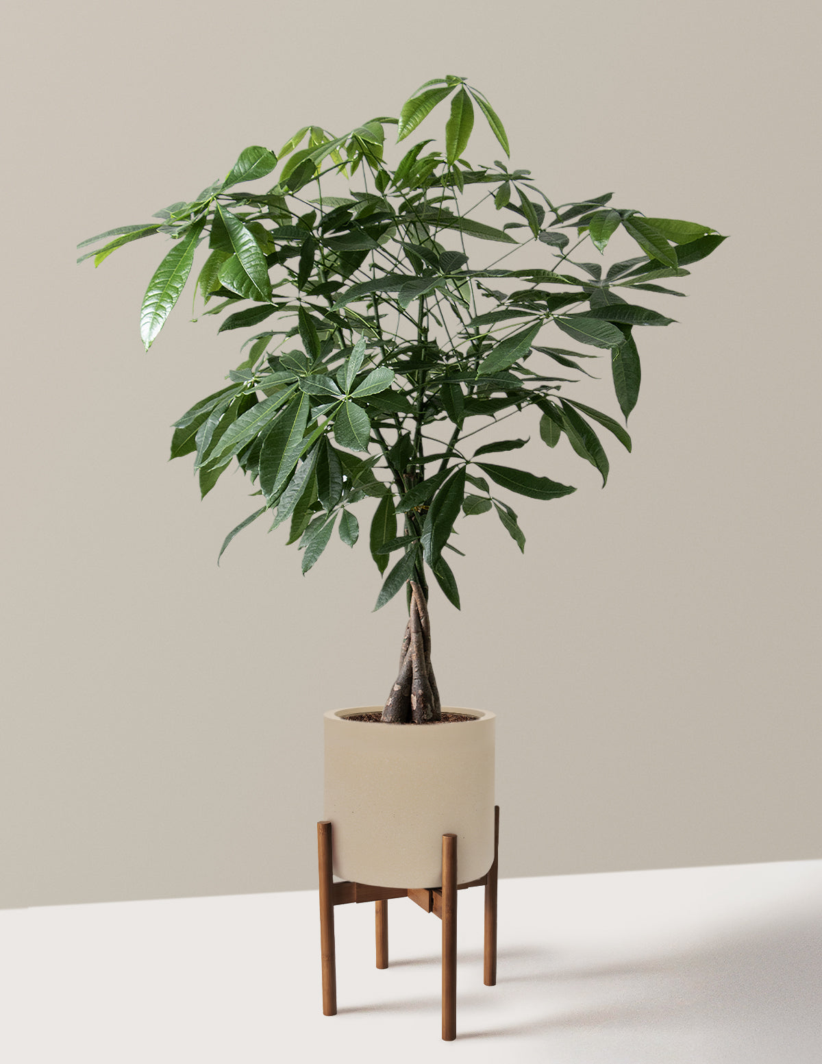 Money Tree Plant