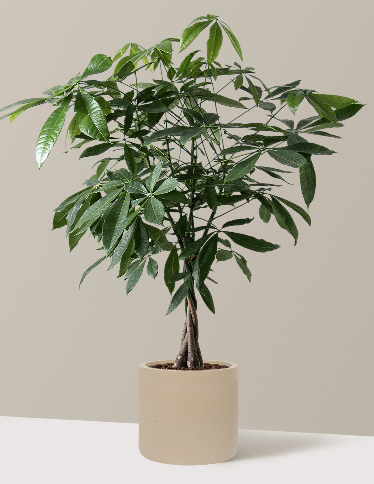 Money Tree Plant