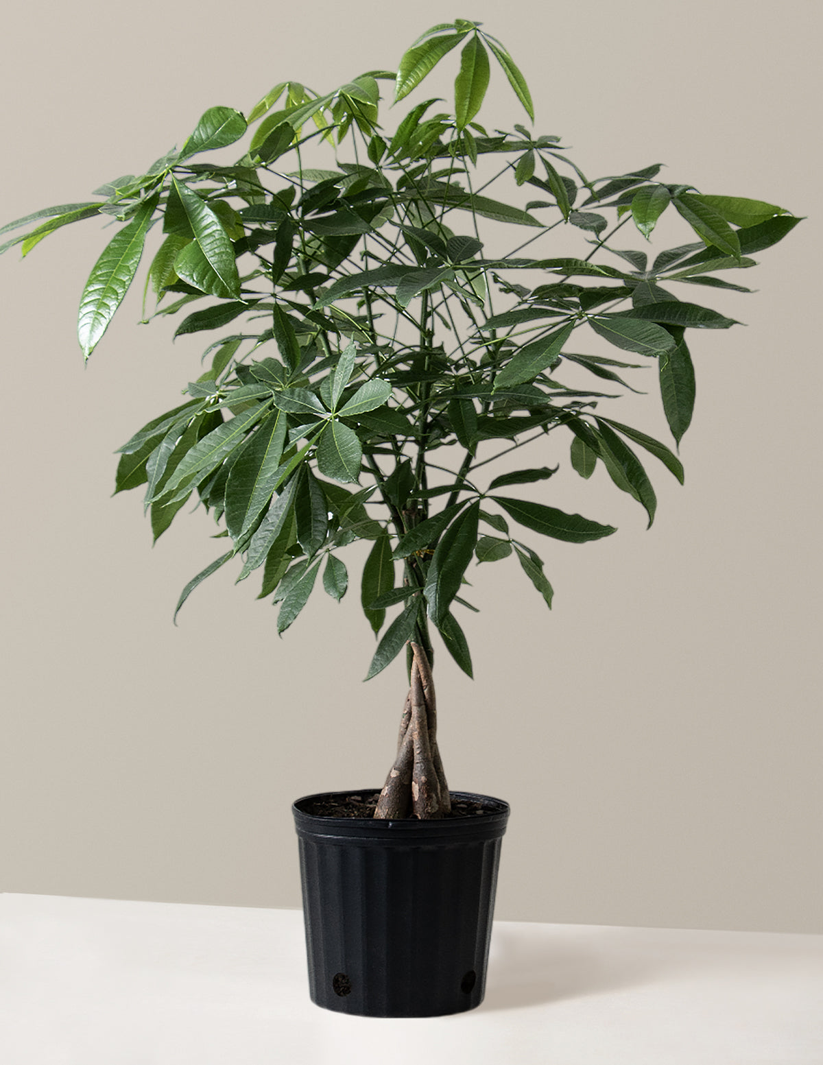 bundle | Large | Grow Pot