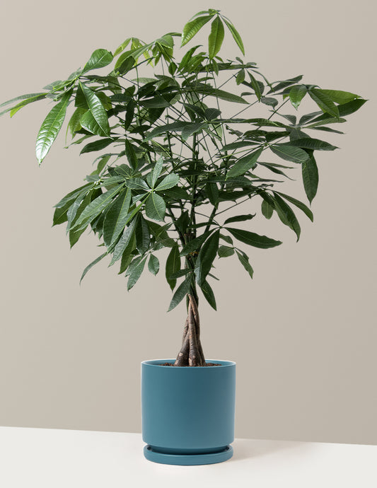 Money Tree Plant