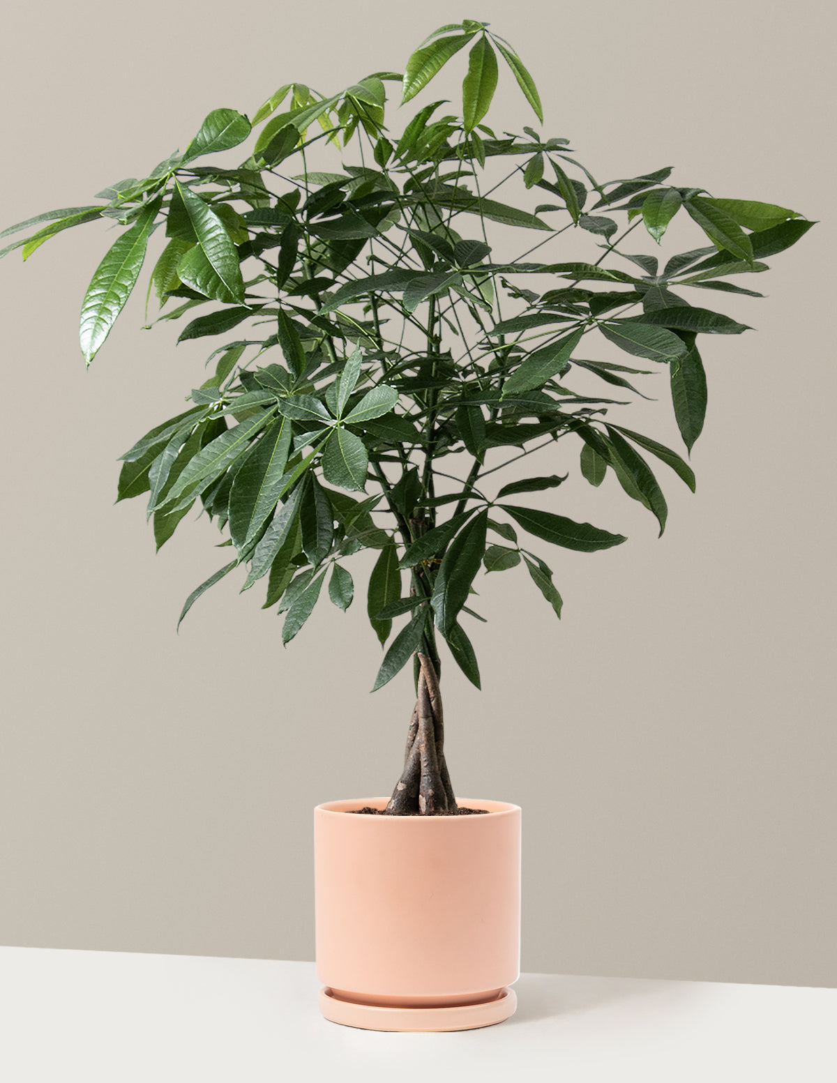 Money Tree Plant