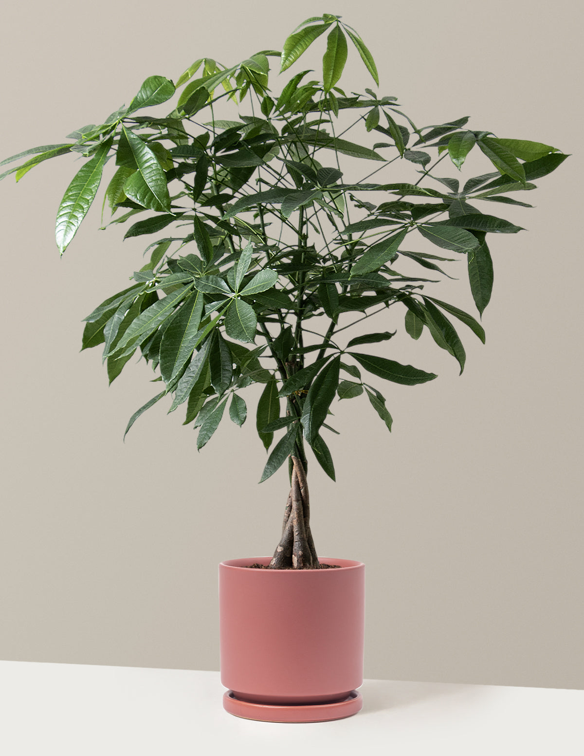 Money Tree Plant