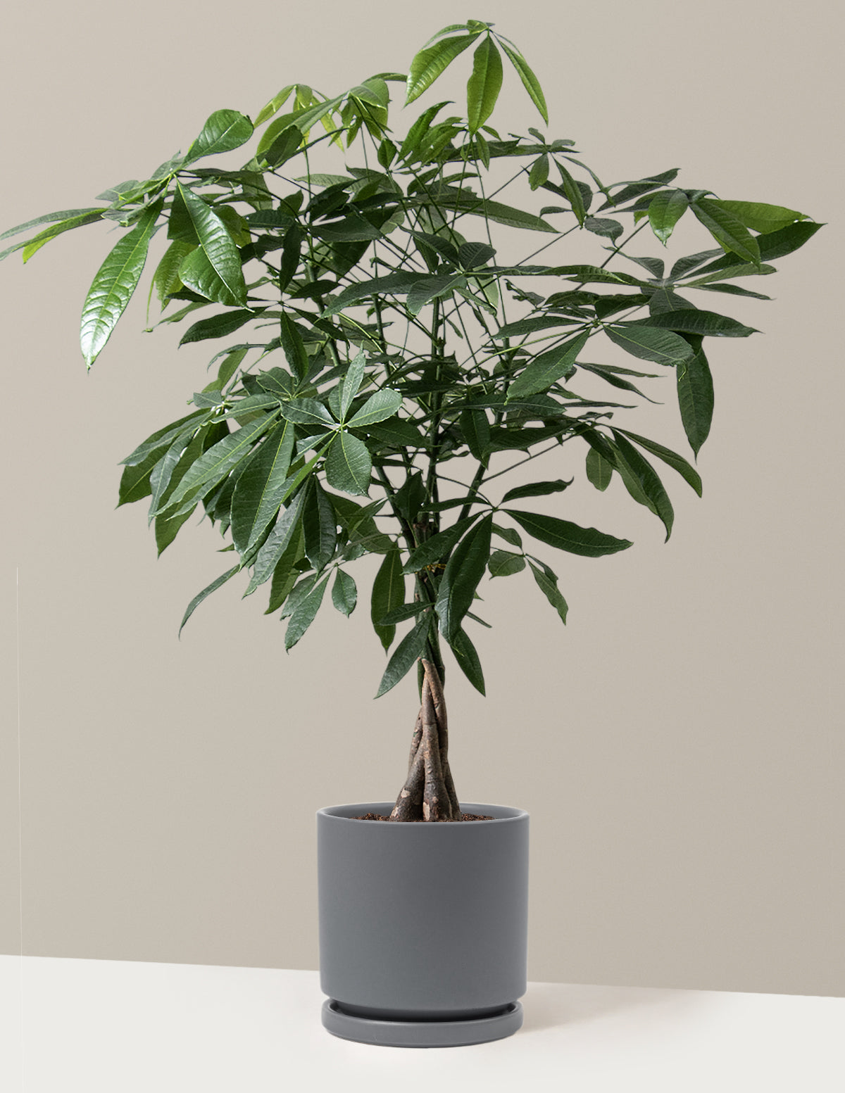 Money Tree Plant
