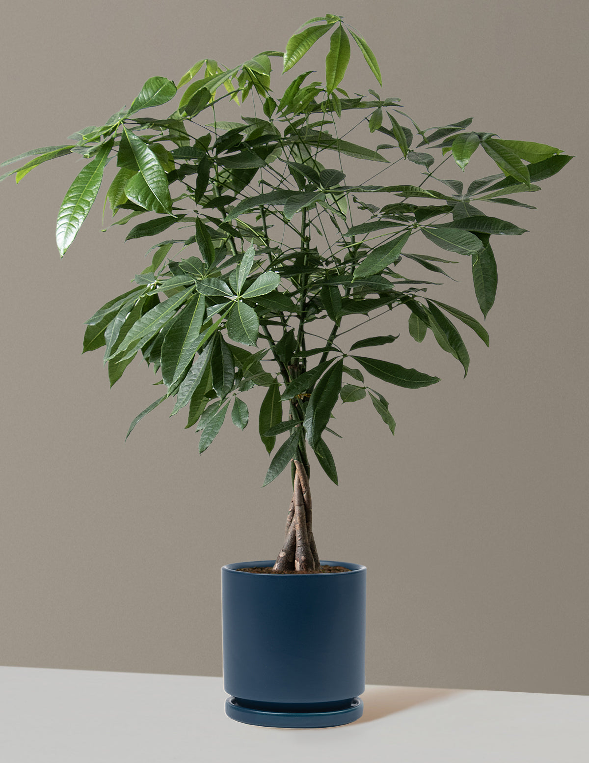 Money Tree Plant
