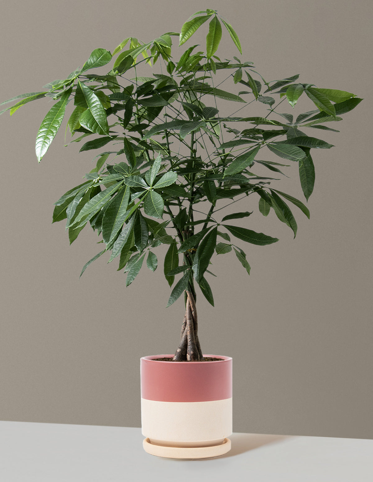 Money Tree Plant