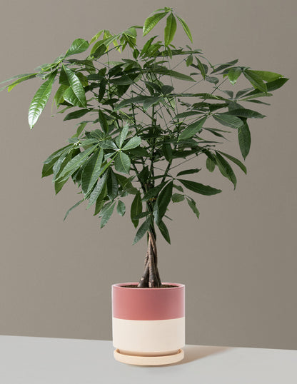 Money Tree Plant