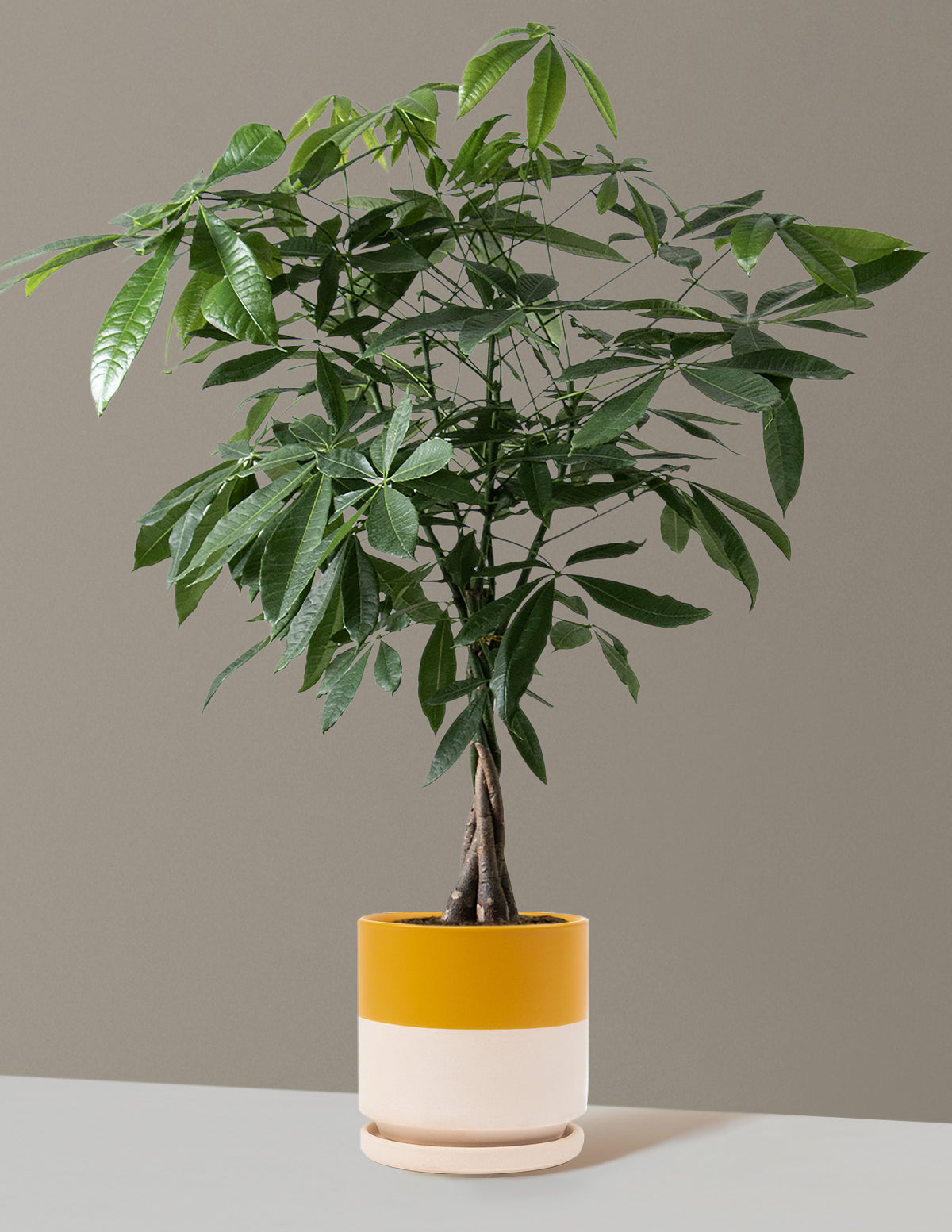 Money Tree Plant