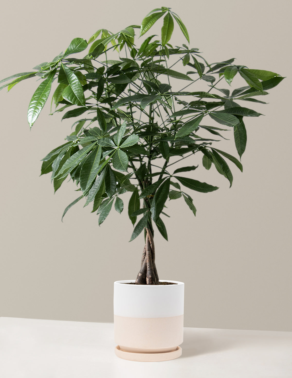 Money Tree Plant