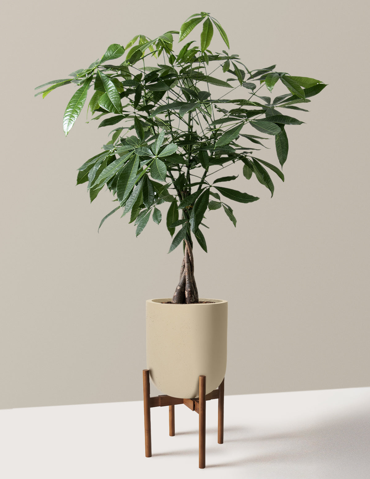 Money Tree Plant