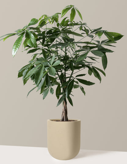 Money Tree Plant