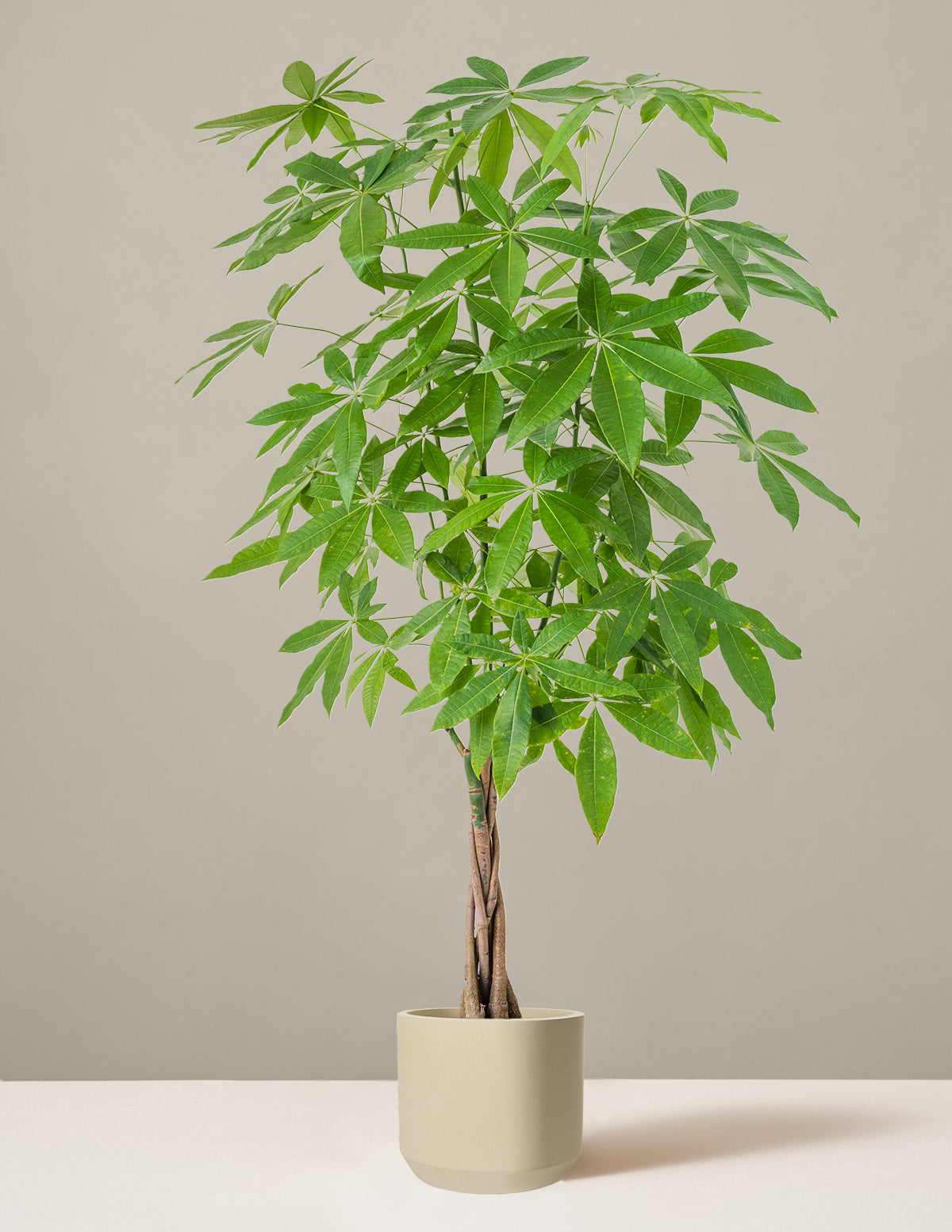 Money Tree Plant