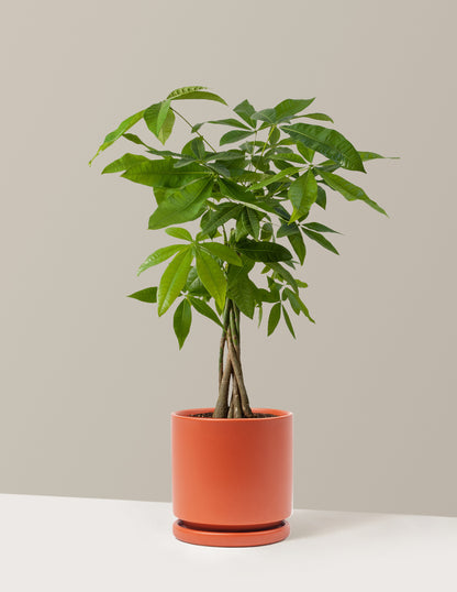 Money Tree Plant