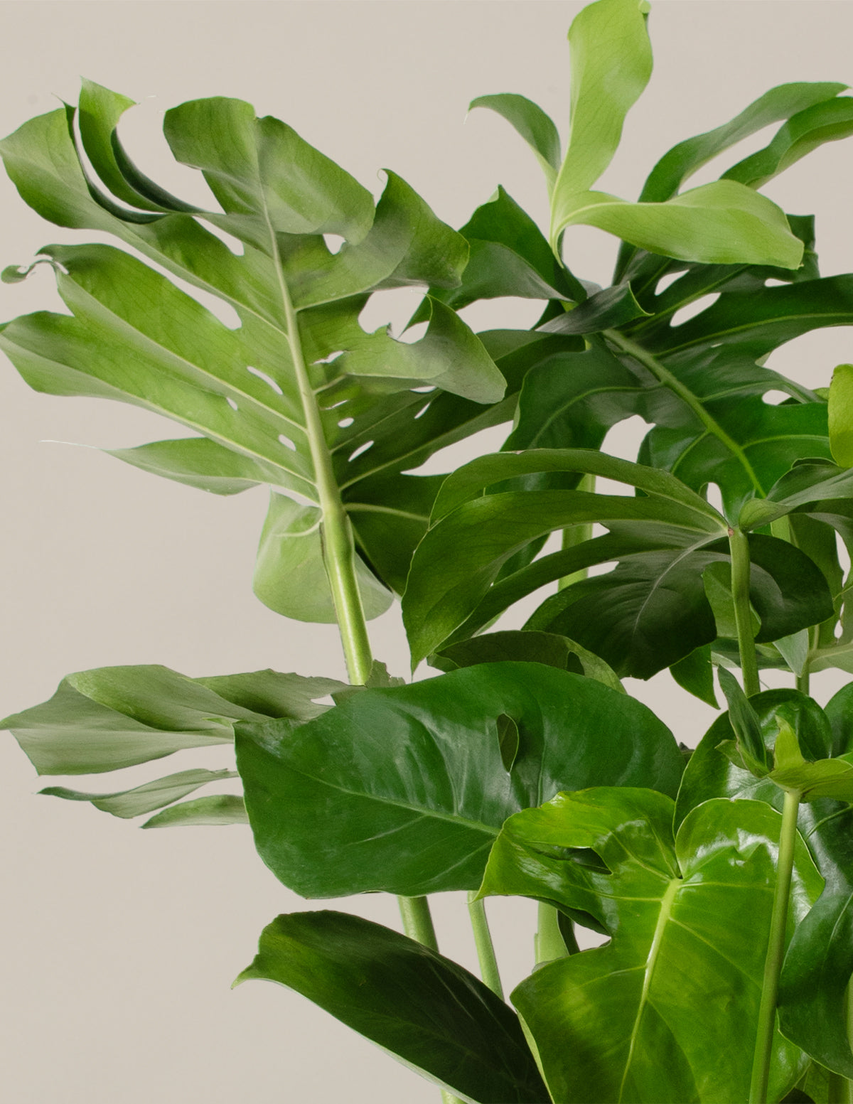 premium monstera deliciosa Monstera Deliciosa | Tropical Indoor Plants & Houseplants