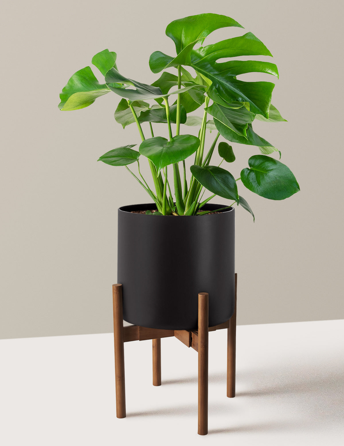 Monstera Deliciosa