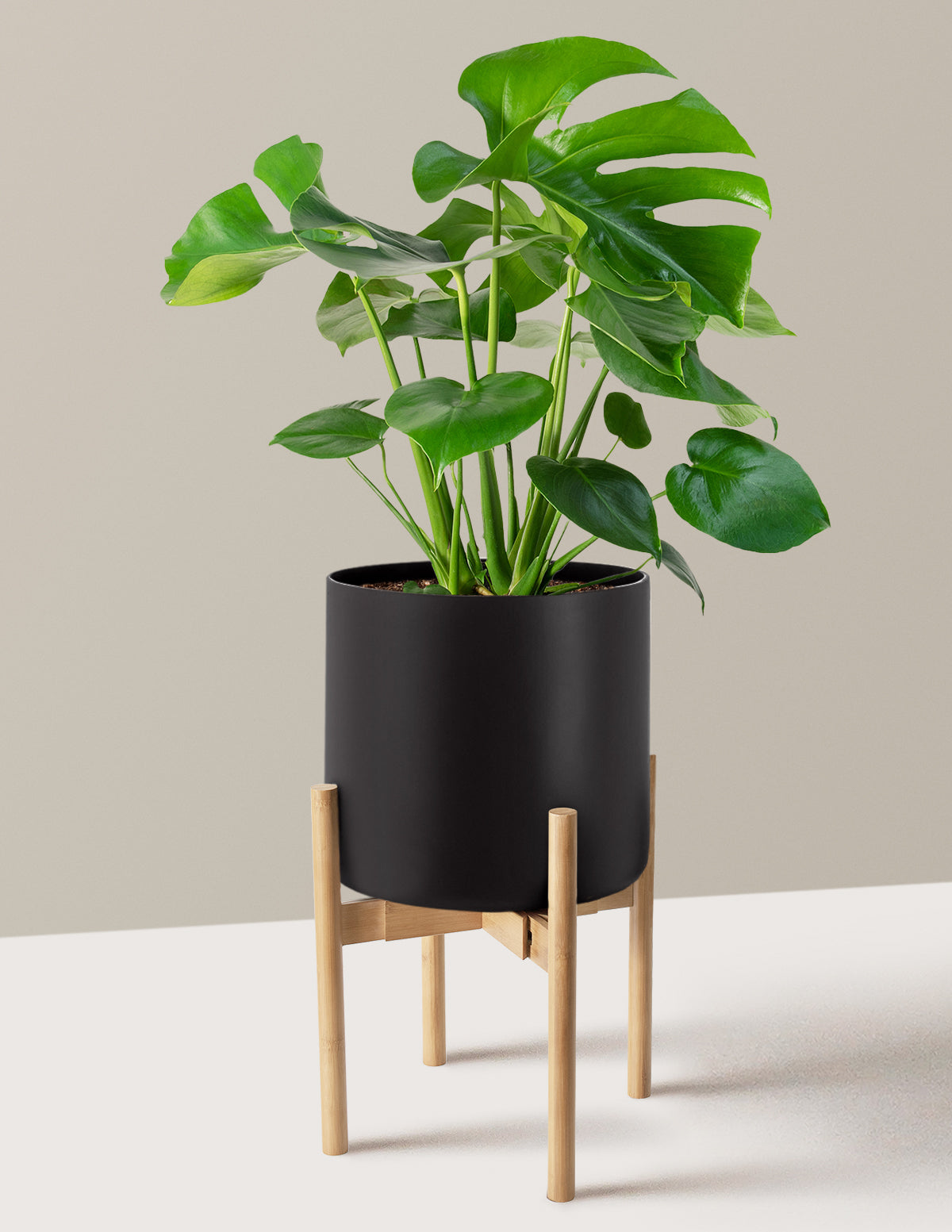 Monstera Deliciosa