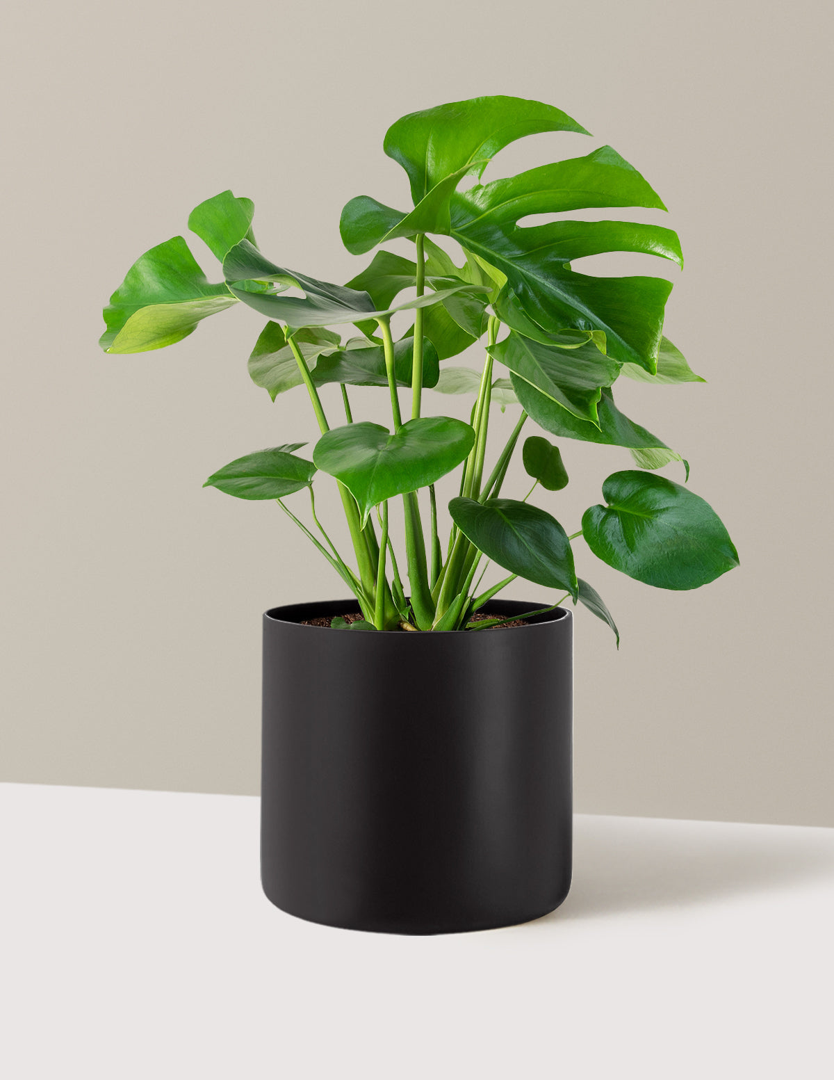 Monstera Deliciosa